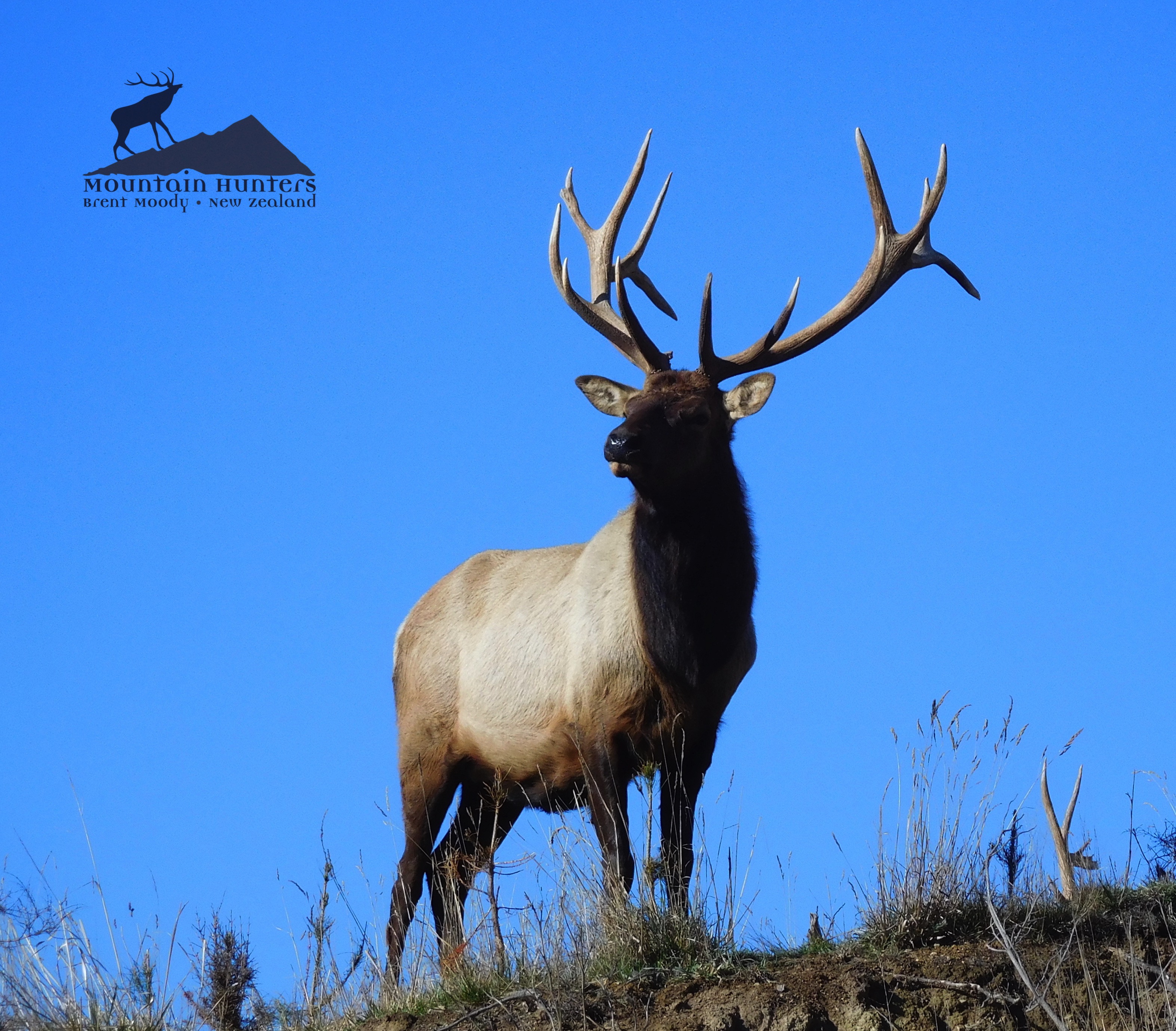 New Zealand Bull Elk Hunting 
